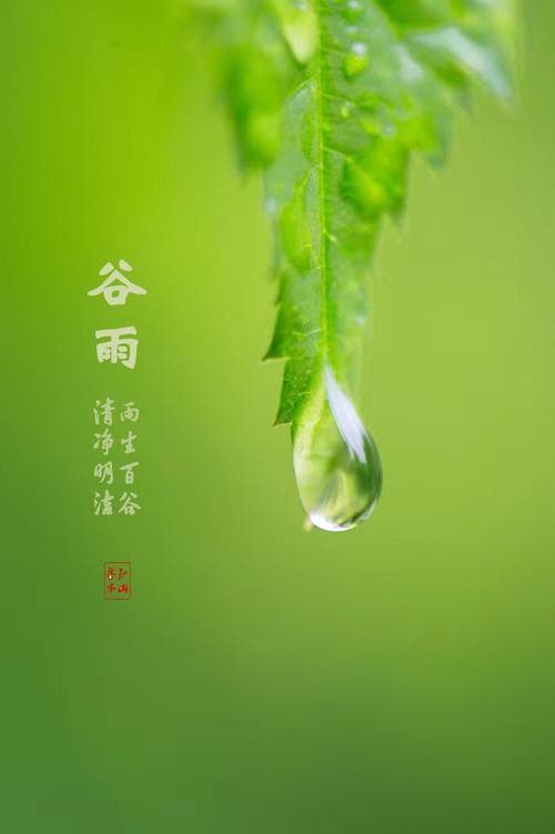 谷雨养生纵横谈