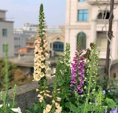 冬天庭院能开花的花卉有哪些？如何选择合适的品种？