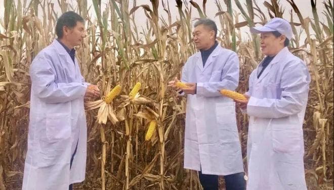 哪个玉米品种高抗、高产、质优？