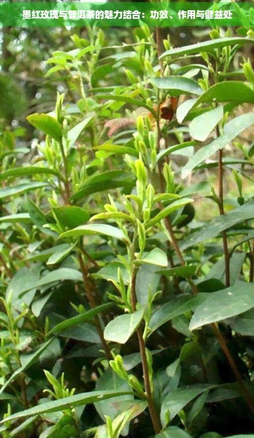 墨红玫瑰与普洱茶的魅力结合：功效、作用与健益处
