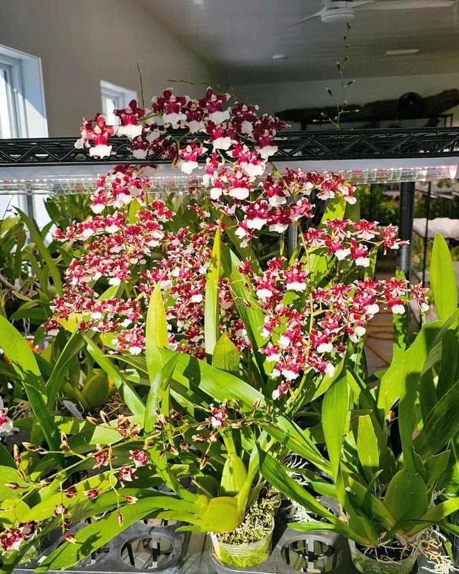 秋季适合入手文心兰，花朵清香，想养好得控制住手，别乱给水