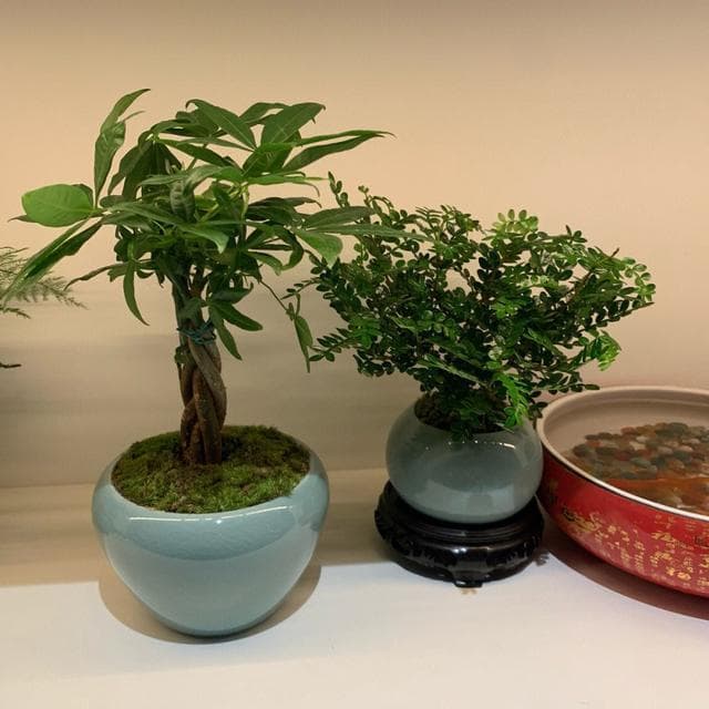 玉树寓指家业兴旺，金枝玉叶专指贵族后裔