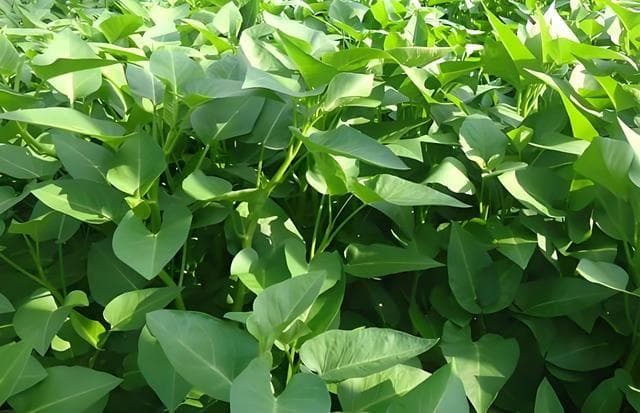 空心菜几天发芽出苗，空心菜的种植时间是什么时候？