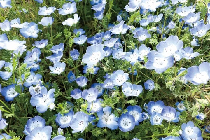 喜林草：花期、花语及种植养护全攻略