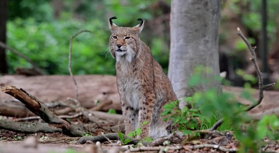 河北承德发现一只大猞猁，民间称其为狼猫，是真正的“屠狼高手”