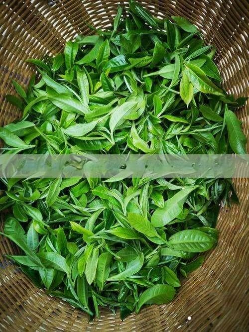 全面解析各种茶类的益处：从健康角度探索喝茶的好处