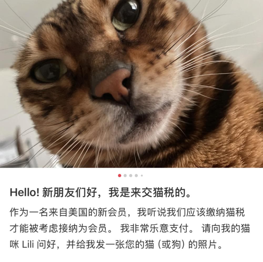 小红书上发猫图，跨国交流硬通货