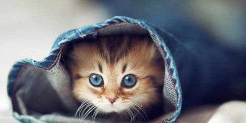 母猫对小猫，深情似海，宠溺无边。