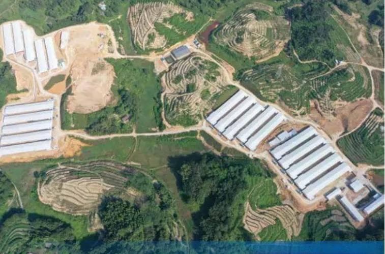 广东省清远市清城区国家现代农业产业园：以产业园建设 赋能“清远鸡”品牌新价值