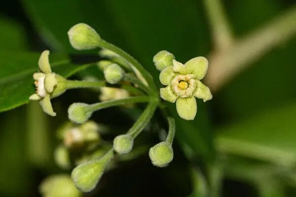 中科院昆明植物园三种珍稀植物相继开花，展现生物多样性保护成效