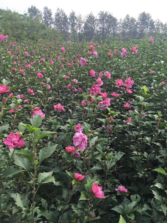 芙蓉花是木槿花吗？一文详解两种美丽花卉的区别与联系