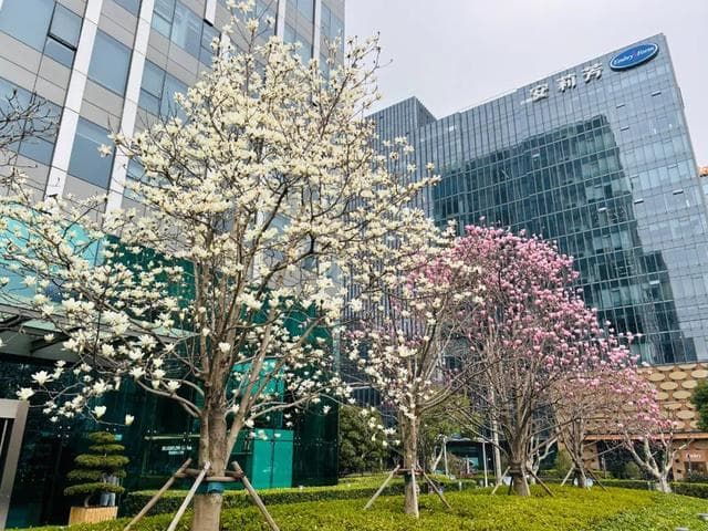 “市花”盛放正当时！这份赏花宝典带你从入门到资深