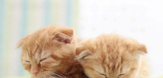 宠物小猫生产须知：如何安全顺利地让小猫生产