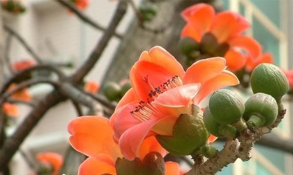 木棉花生长地点解析（从南到北，探究木棉花适生环境）