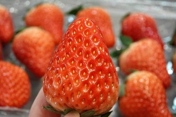 草莓寒性还是热性？一文详解草莓属性与食用注意事项