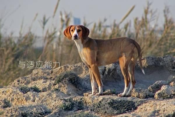 狗狗为什么会游泳？探究其天生本能与适应能力