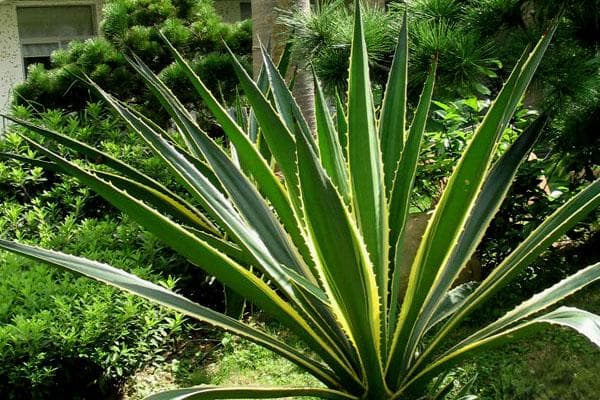 金边龙舌兰：一种具有药用价值的观赏植物