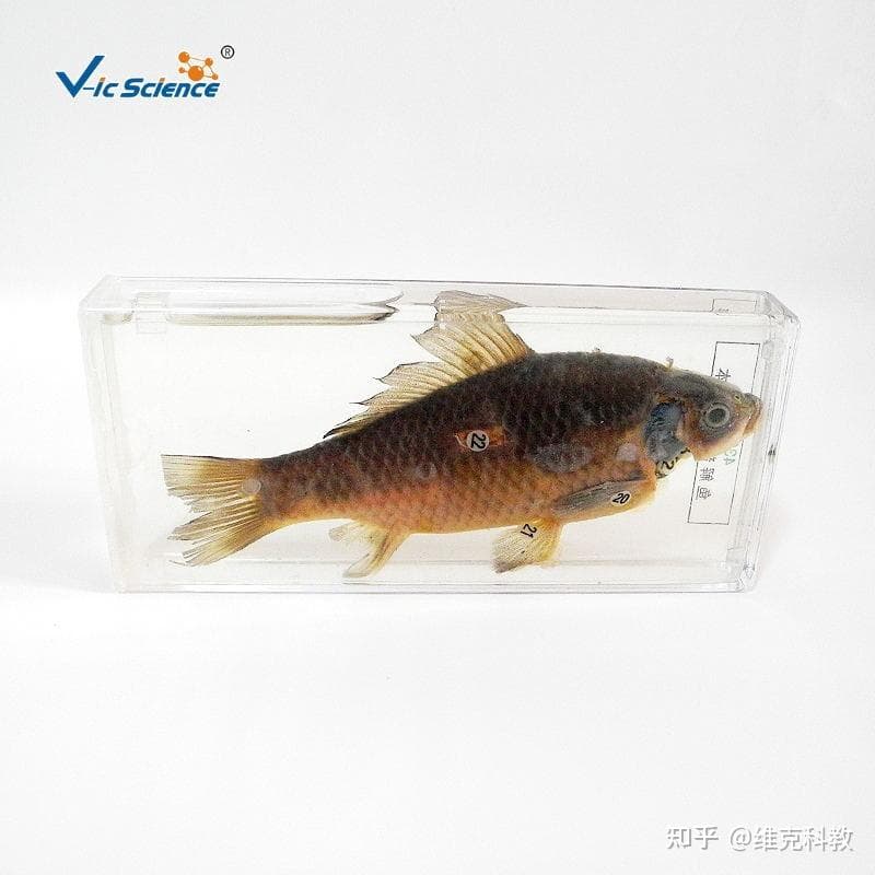 浸制标本的技法要求