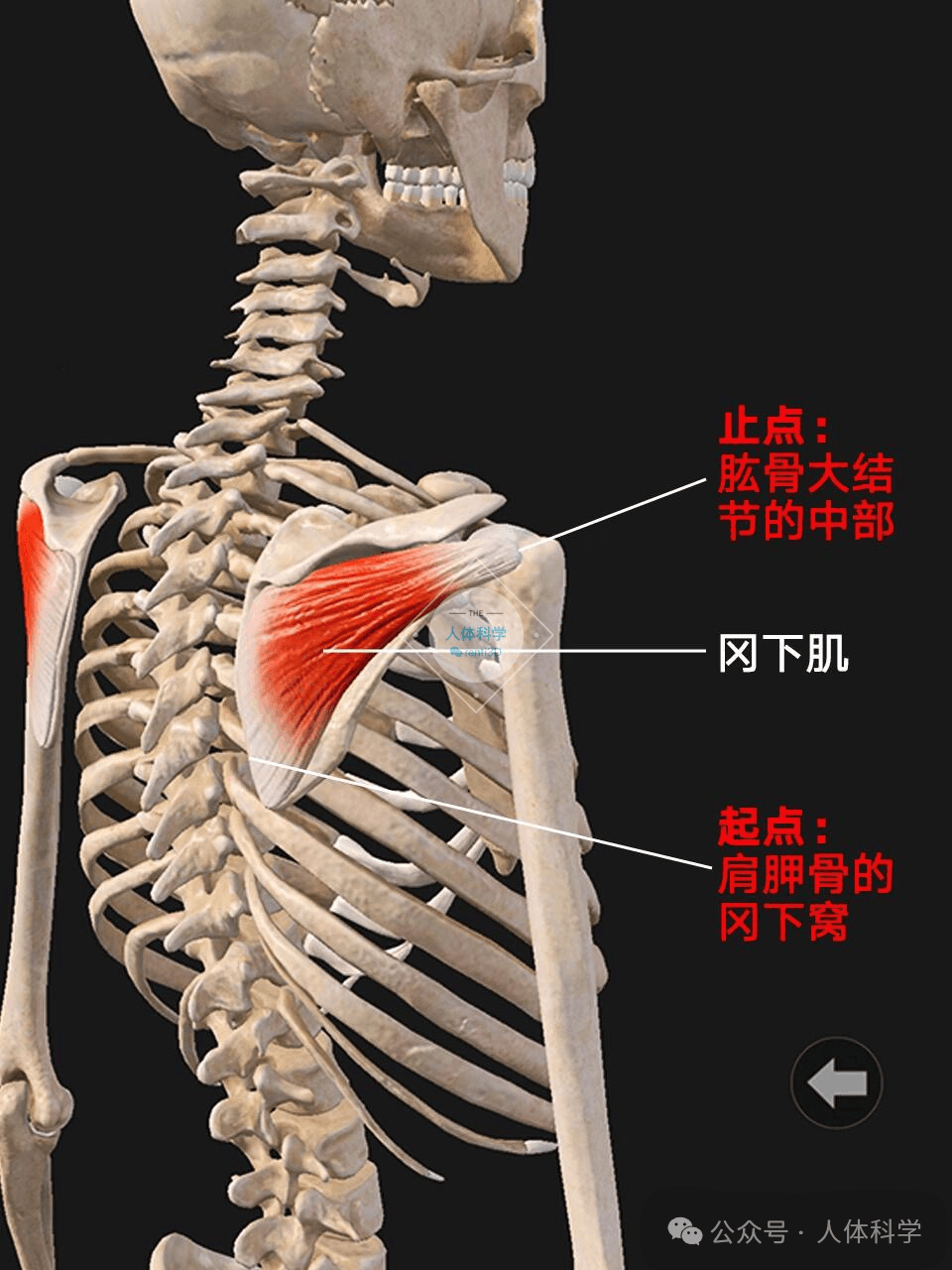 【冈下肌】肩膀的旋转把手