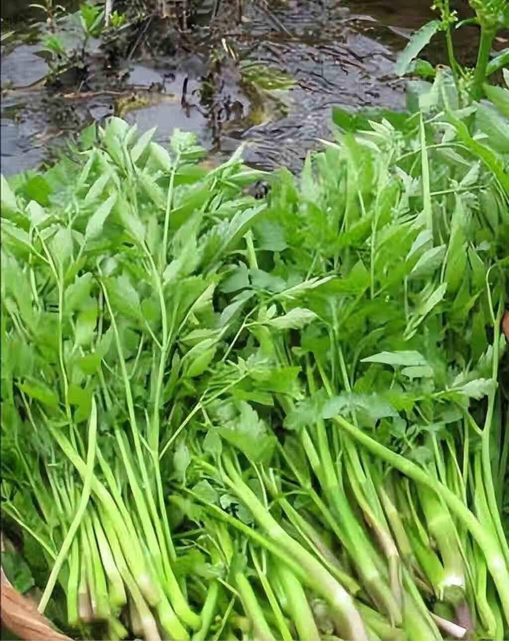研究发现：这些食物富含抗抑郁营养素，助你改善心情