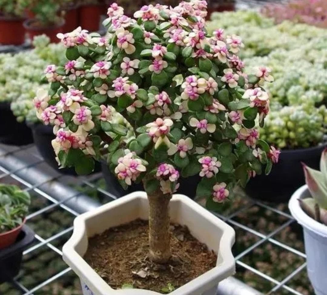 多肉植物金枝玉叶怎么养（详解金枝玉叶的养护要点）