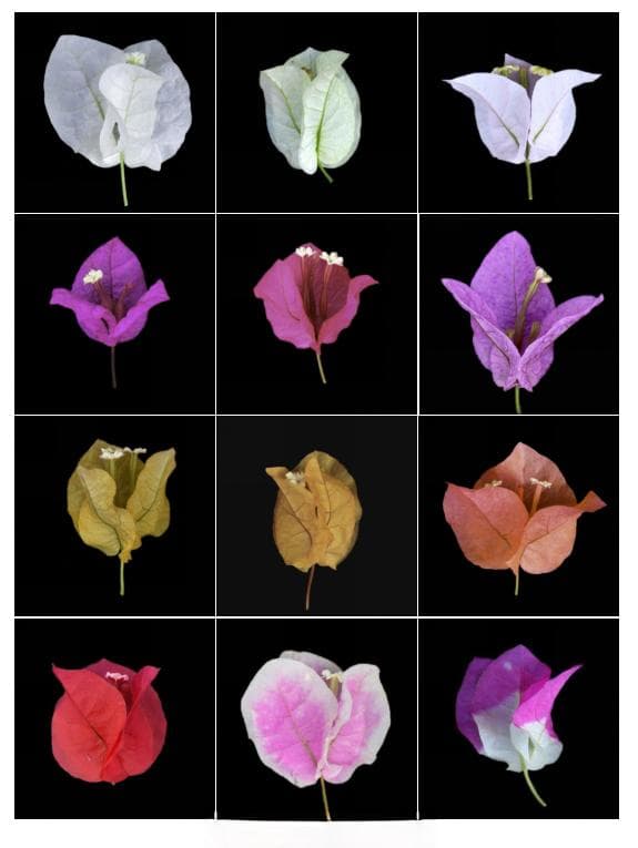 你真的认识三角梅花吗？
