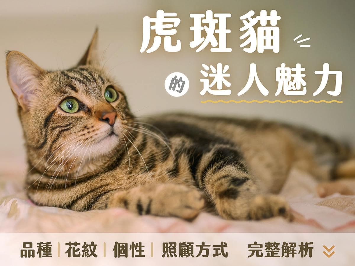 虎斑猫的迷人魅力：品种、花纹、个性与照顾方式完整解析