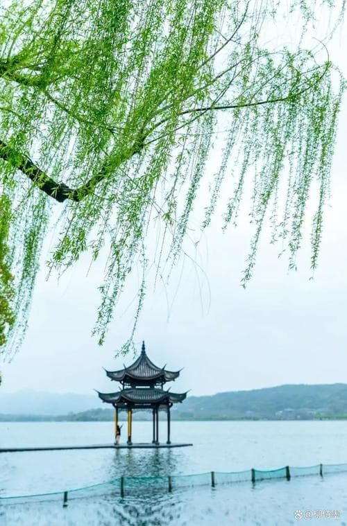 描写垂柳的技巧：从枝条到意境的垂柳怎么描写全攻略!