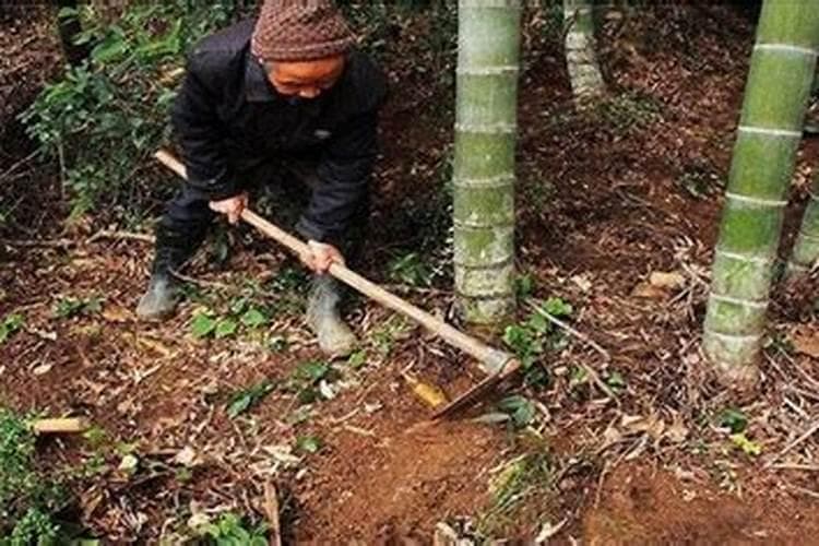 挖笋技巧与方法：传承老经验，享受山野美味