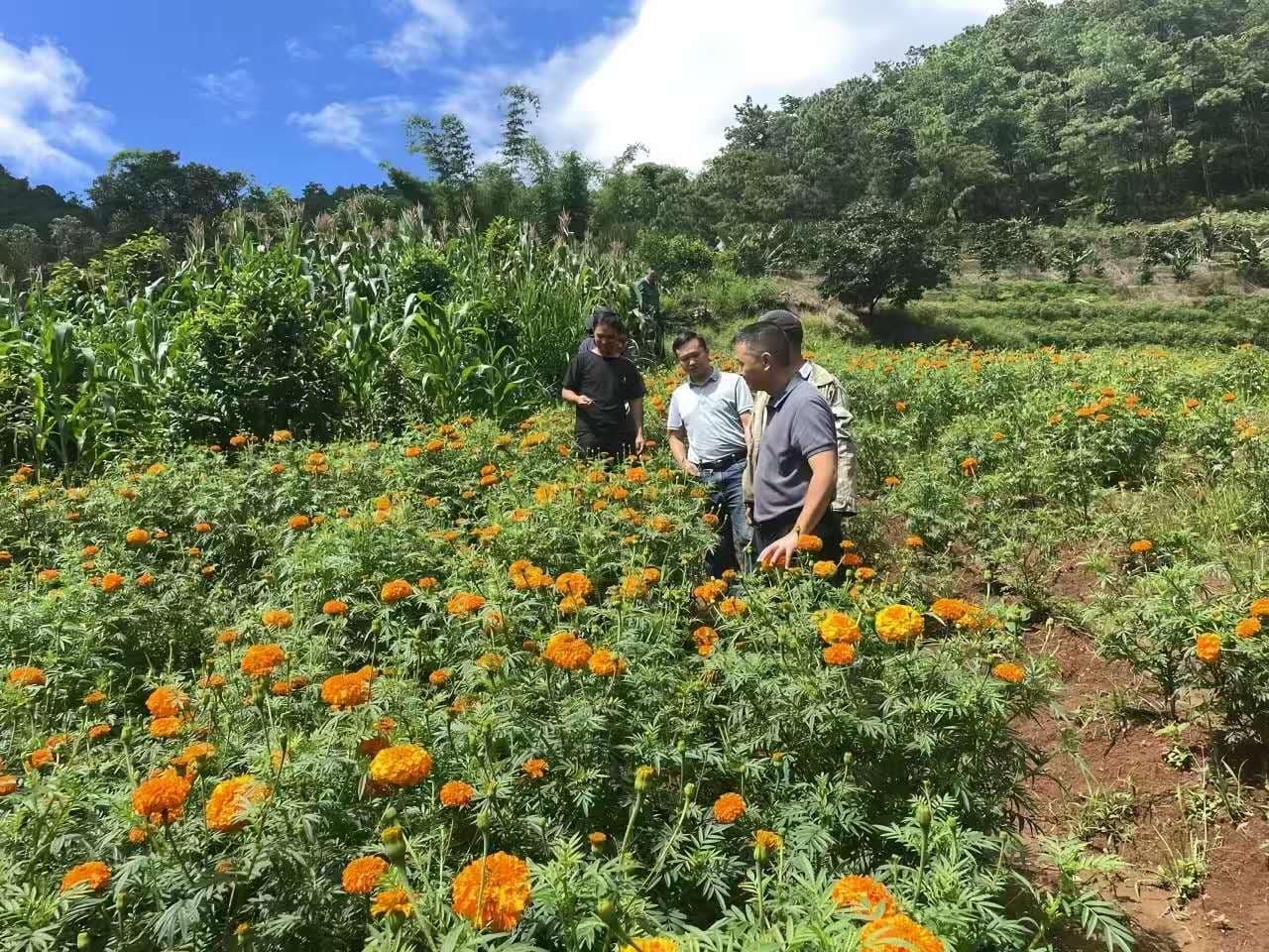 临沧云县：土特结合 特色产业放光芒