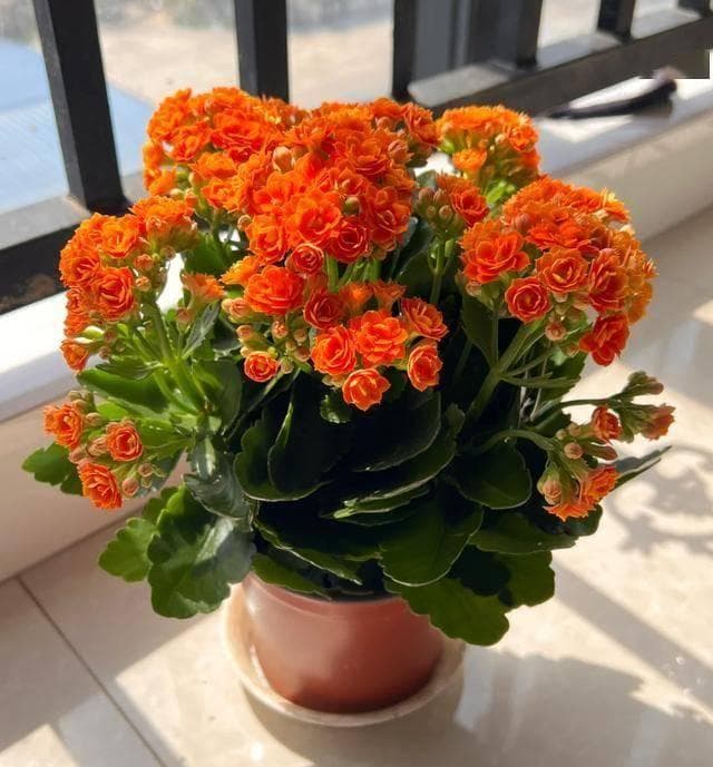 冬季养护长寿花，牢记4句口诀，春节开满整个花盆