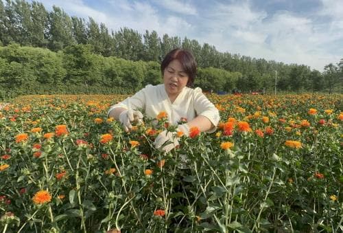 河南省农科院中药材研究所强化科技支撑 从源头提升中药材质量