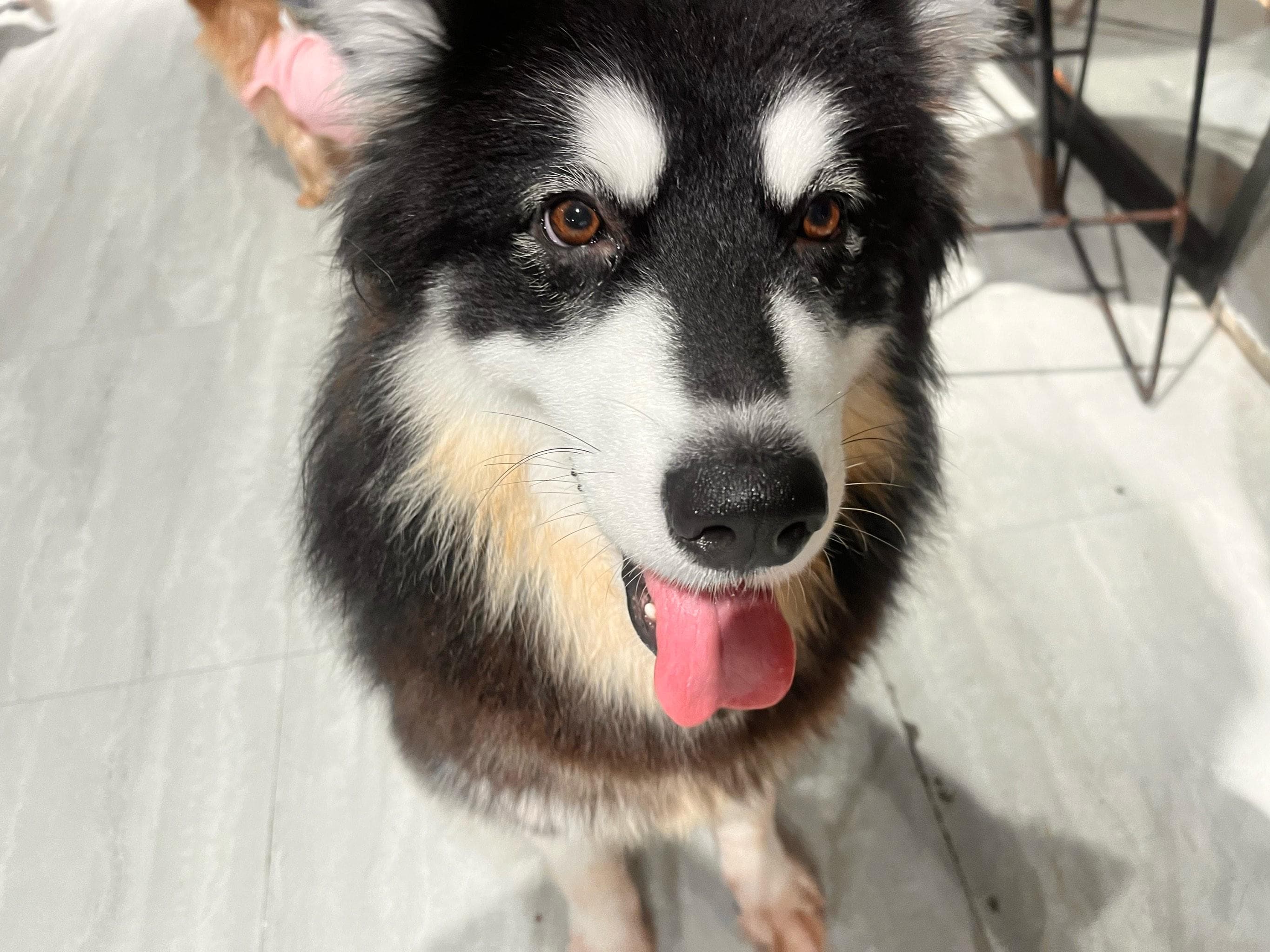 狗可以吃草莓吗？