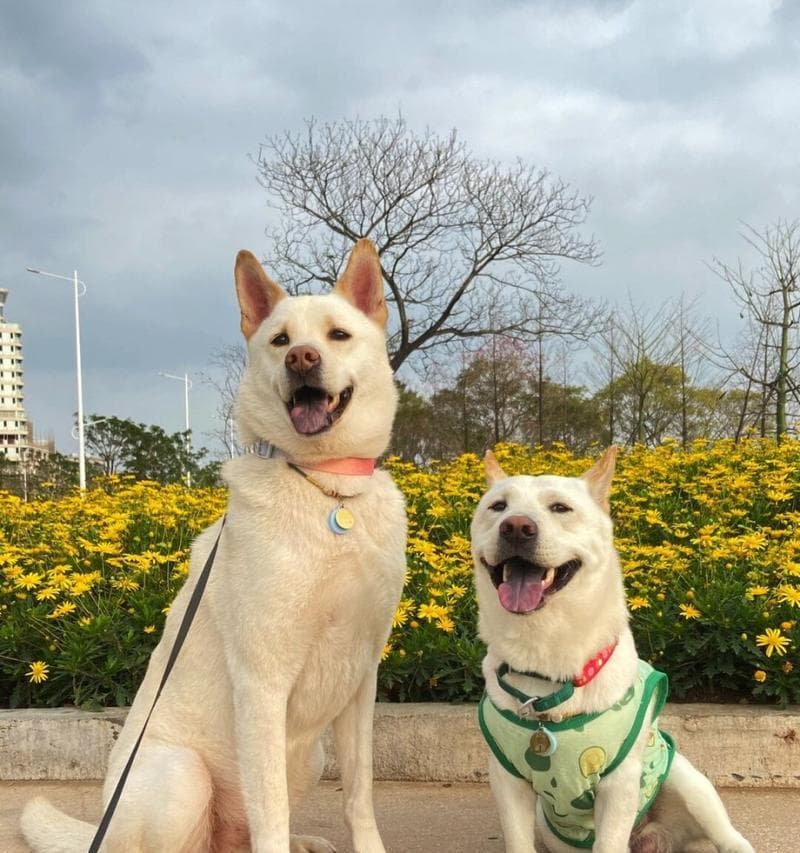 柴犬的寿命：影响因素与养护指南