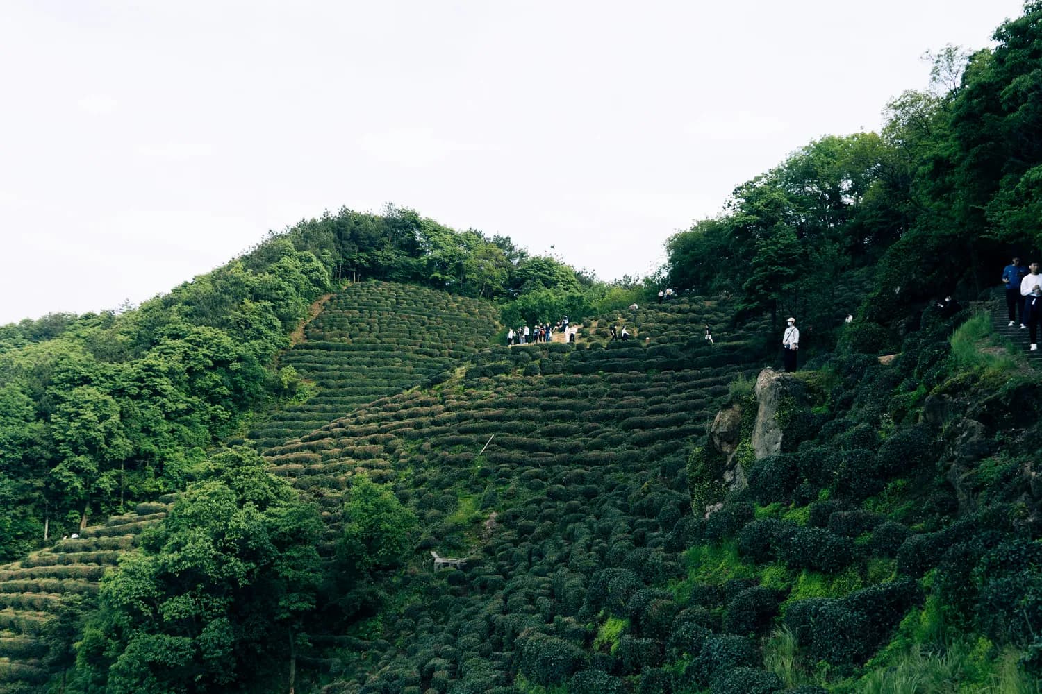 兰州大学研究证实：岩茶护心功效显著，每天饮用可降低心血管疾病风险