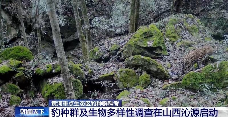 我国野生豹种群的“家”在哪？这场千里追豹之旅告诉你