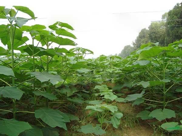 山东地区泡桐树秋季种植指南