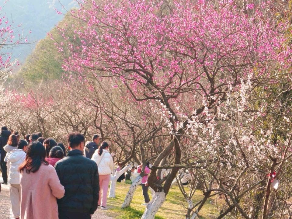 北仑3条赏梅线路等你打卡