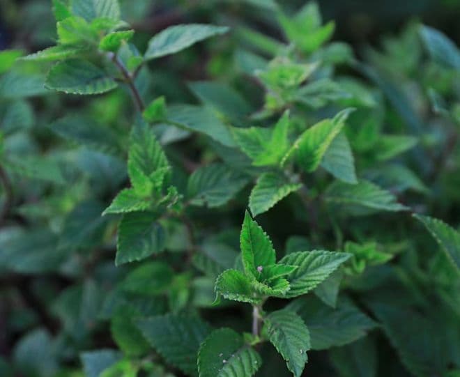 凉茶界的“明星”植物，这4种要认识，三伏天靠它们，清热解暑！