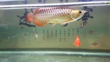 冬天观赏鱼如何发快递（冬天观赏鱼发快递保温）