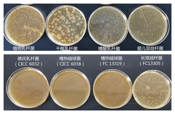 乳酸菌检验的计数方法与规则详解