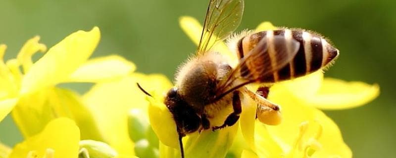 揭秘蜜蜂自然分蜂：时间、条件与过程全解析