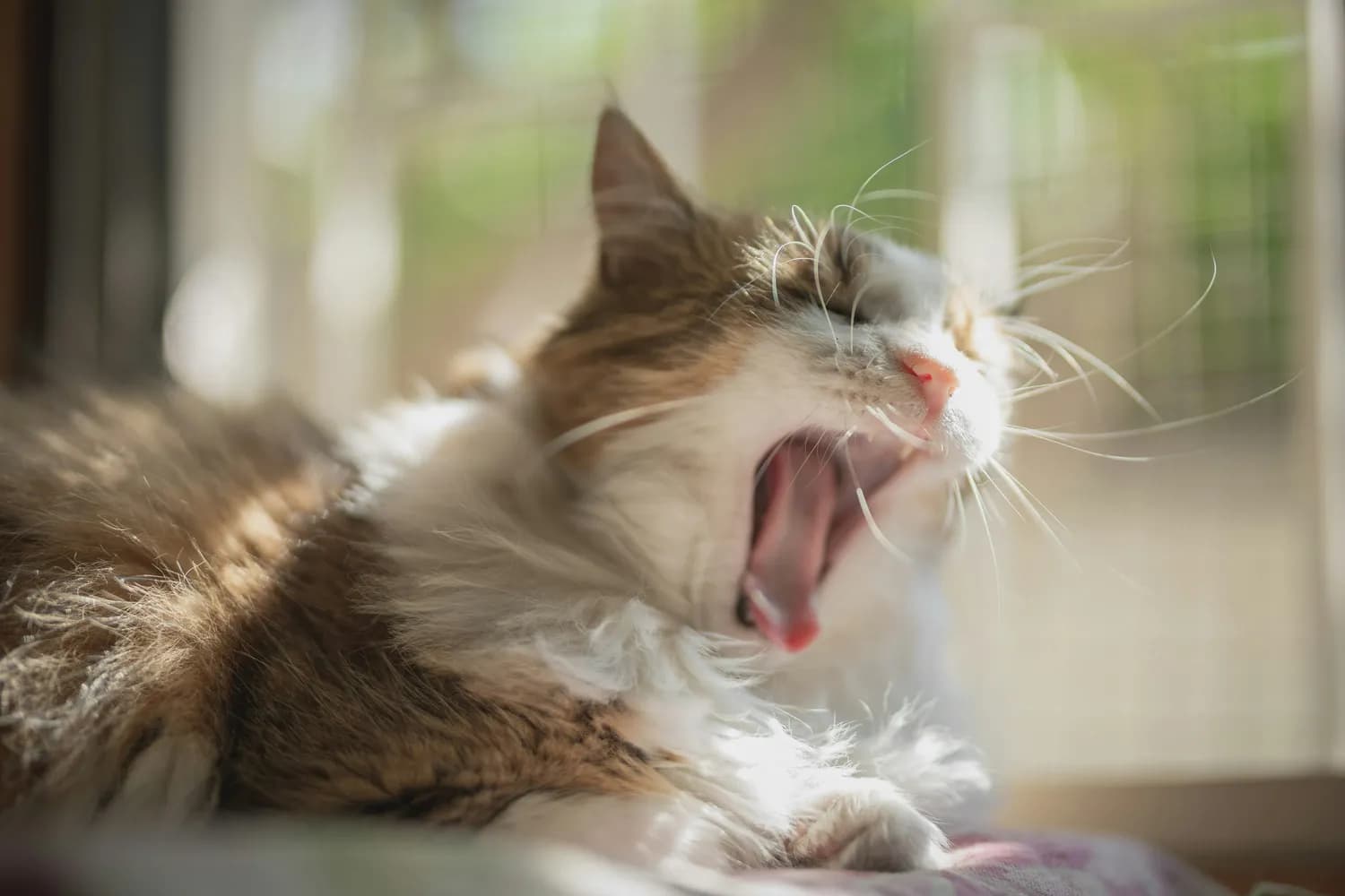 警惕！猫咪异常叫声背后的健康危机