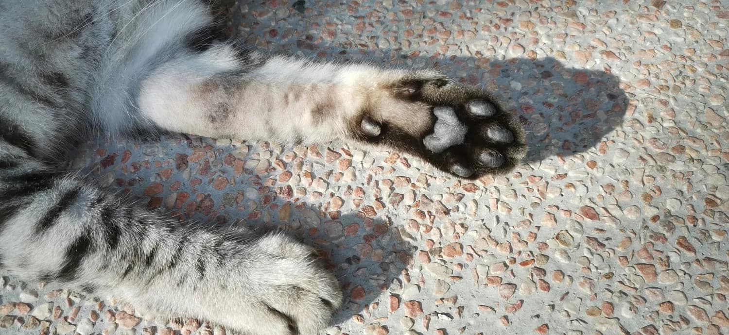 猫咪掉毛不止？警惕这三大病因