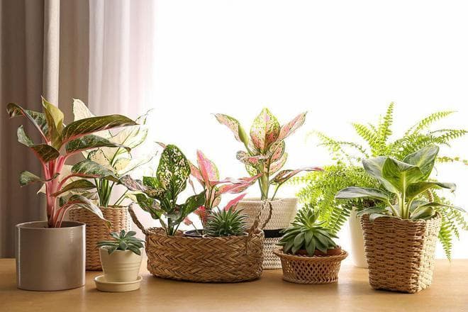 客厅十大绿植排名：家居绿化必选植物