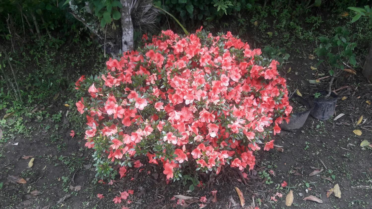 秋冬杜鹃花修剪小窍门，你get了吗？