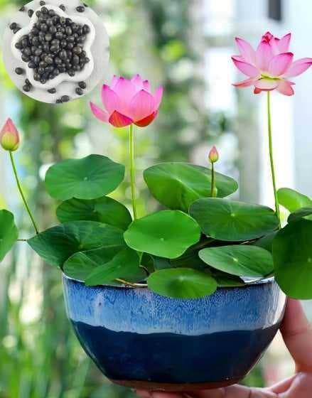 碗莲为什么每天要换水？碗莲养护全攻略
