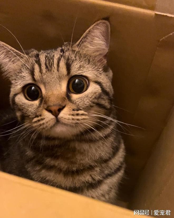 小奶猫的“社交期”：养出社交达人猫，你需要了解的几件事
