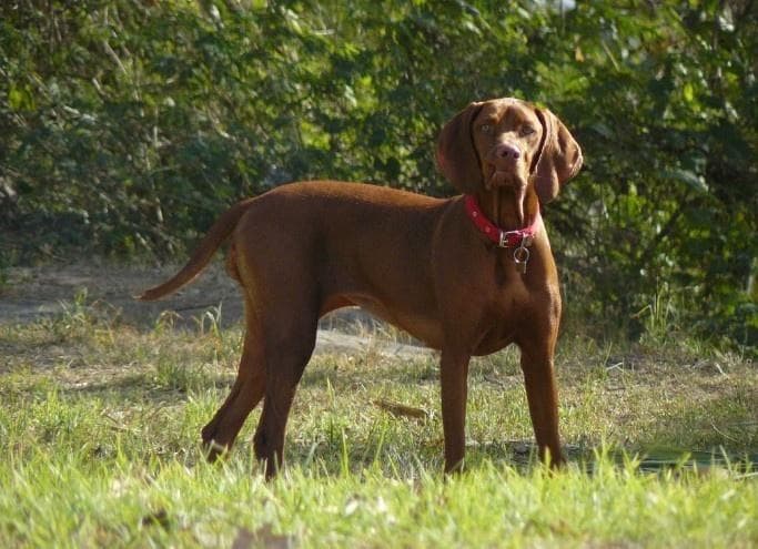 解密犬类攻击性：哪些品种真的具有攻击性？