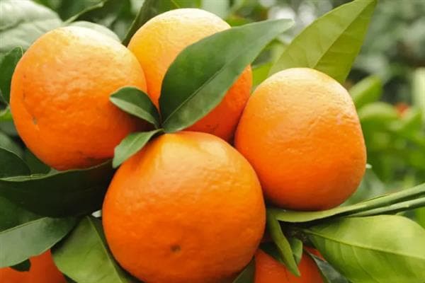 沃柑的特点、产量表现及种植要点详解
